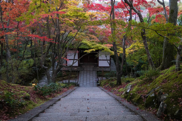 京都嵐山 常寂光寺の紅葉