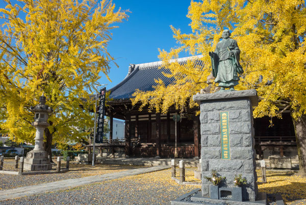 京都 頂妙寺イチョウ