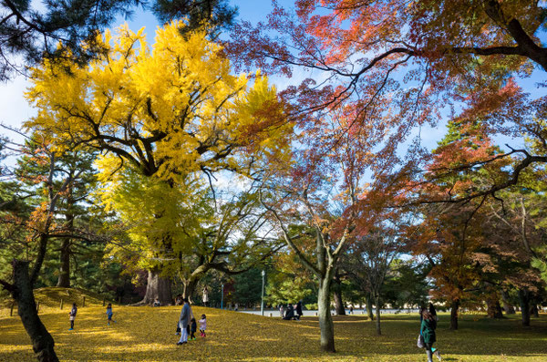 京都御苑のイチョウ