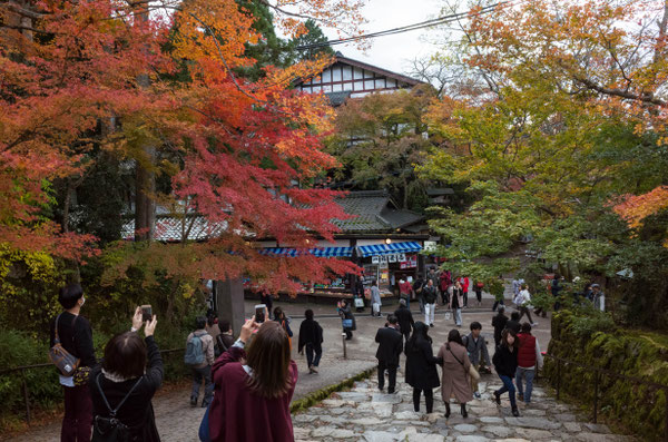 京都大原三千院の紅葉