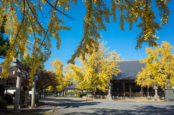 京都 頂妙寺イチョウ