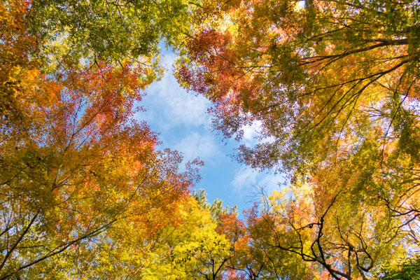 京都・北野天満宮の紅葉