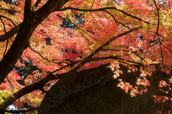 京都亀岡 苗秀寺の紅葉