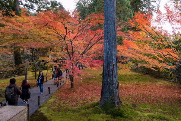 京都大原三千院の紅葉