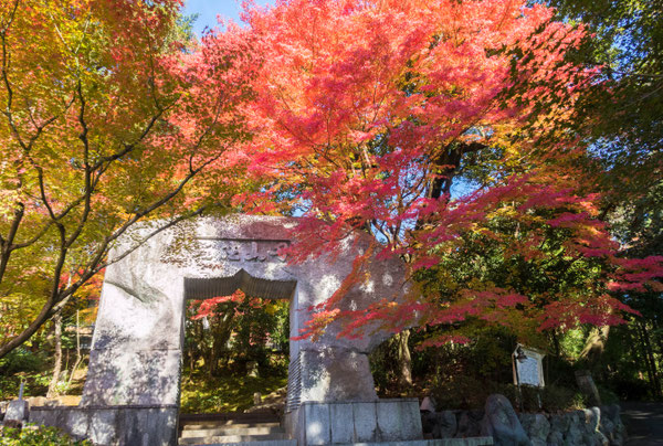 京都亀岡 苗秀寺の紅葉