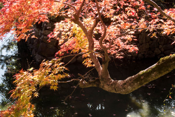 京都亀岡・鍬山神社の紅葉