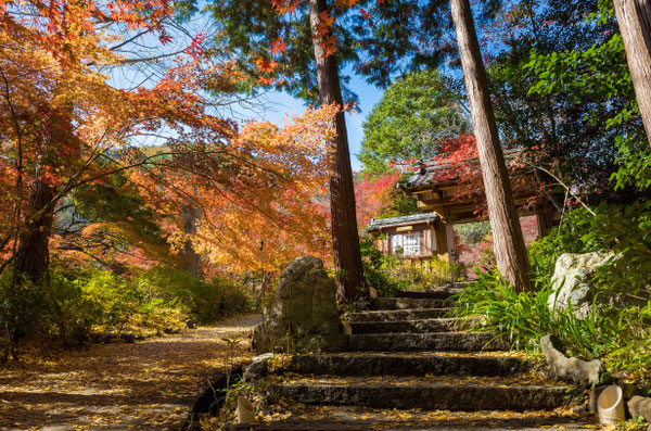 京都亀岡・神蔵寺の紅葉