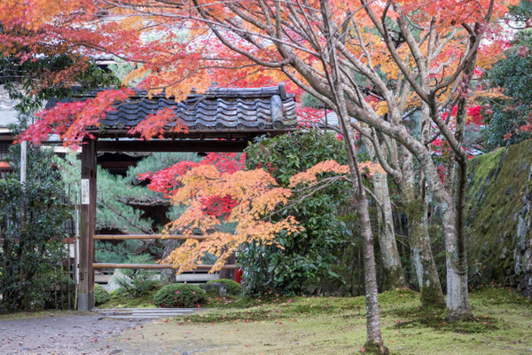 京都京田辺 一休寺の紅葉