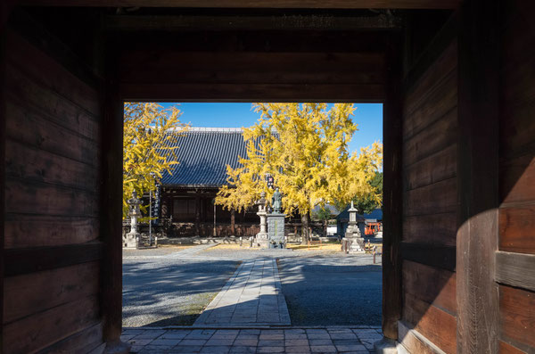 京都 頂妙寺イチョウ