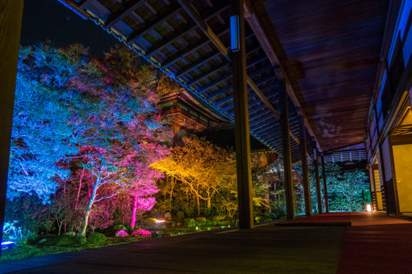 京都・本法寺ライトアップ