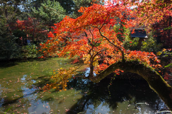 京都亀岡・鍬山神社の紅葉