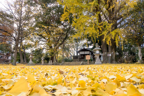 京都伏見紅葉イチョウの穴場三栖神社