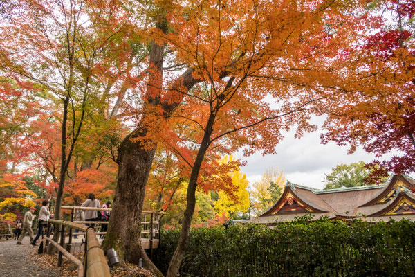 京都・北野天満宮の紅葉