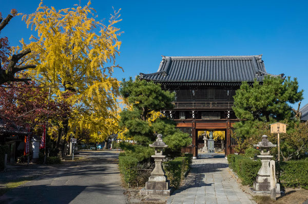 京都 頂妙寺イチョウ