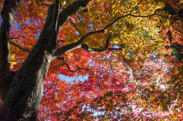 京都亀岡・鍬山神社の紅葉