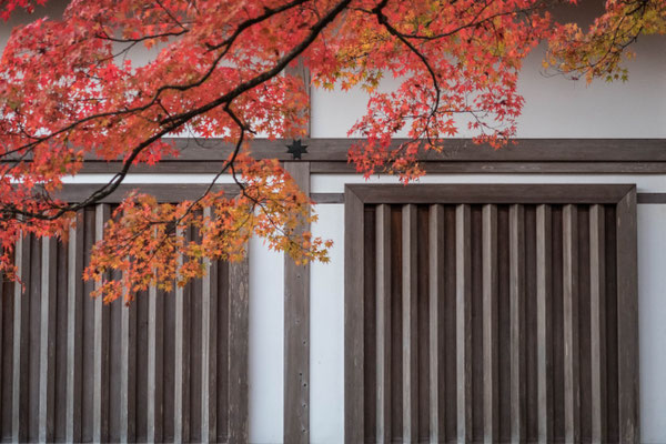 京都嵐山 常寂光寺の紅葉