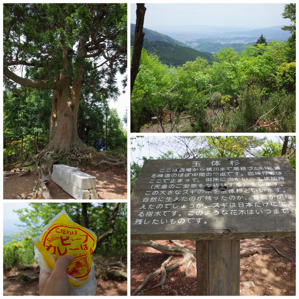 京都一周トレイル 北山東部コース 玉体杉