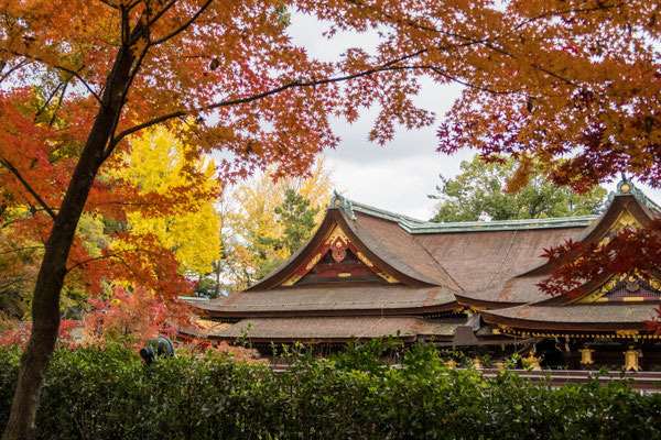 京都・北野天満宮の紅葉