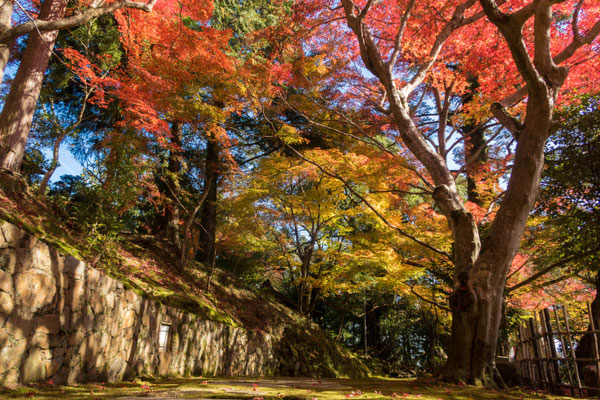 京都亀岡 苗秀寺の紅葉