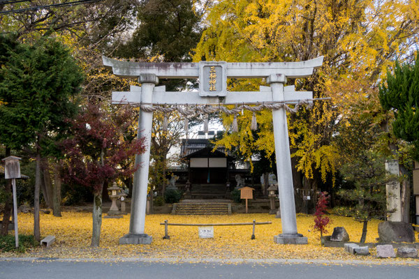 京都伏見紅葉イチョウの穴場三栖神社