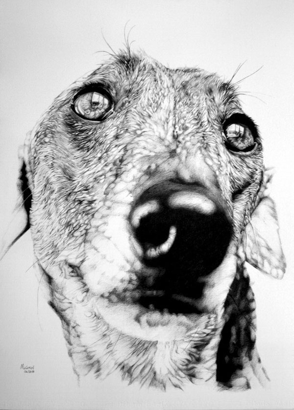 Galgo