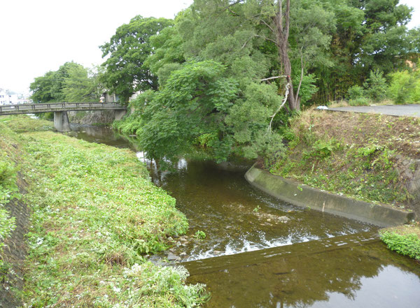 草ボウボウが「散髪」され、左右の護岸や川原もスッキリ。(箕面川・石澄川合流点付近。正面は“センダンの大木”)