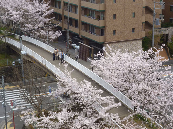 桜の橋の上で、おしゃべりを楽しむ