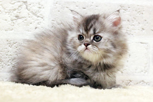 ミヌエット MIR408 子猫写真.1