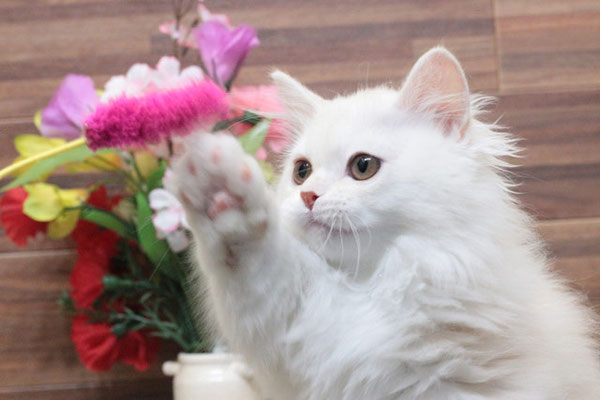 ミヌエット MIR702 子猫写真（1枚目）
