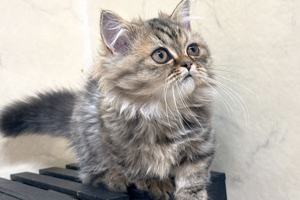 ミヌエット MIR712 子猫写真1