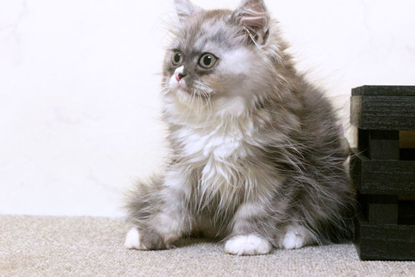 マンチカン MAR614 子猫写真（1枚目）