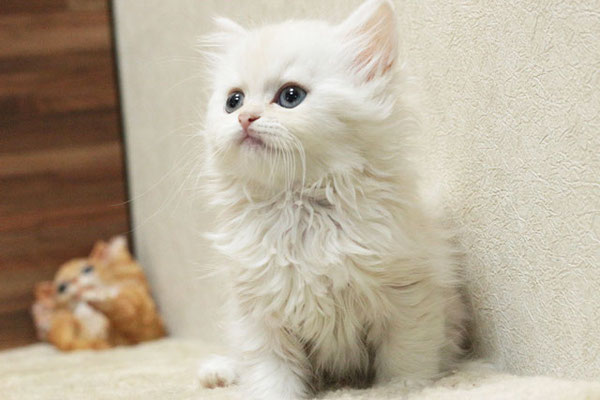 ミヌエット MIR513 子猫写真.1