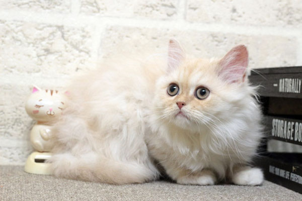 ミヌエット MIR710 子猫写真(1枚目)