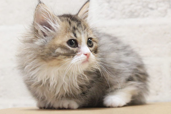 ミヌエット MIR624 子猫写真（1枚目）