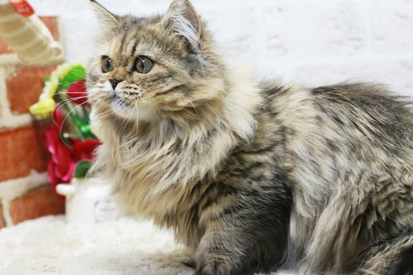 マンチカン MAR313 子猫写真.1