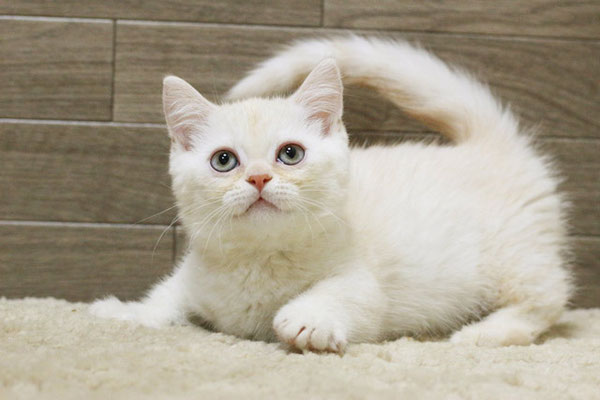 マンチカン MAR427 子猫写真.1