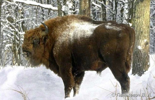 ЗУБР (Bison bonasus) - Фауна Беларуси