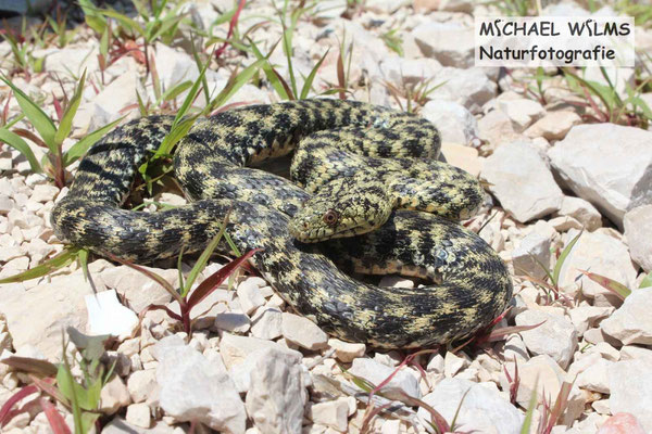 Natrix tesselata var. flavescens (Würfelnatter, gelbliche Variante) vom Vraner See (Vransko jezero), Kroatien