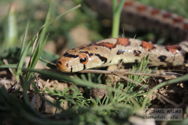 Leopardnatter Kroatien Pag Dalmatien Schlange