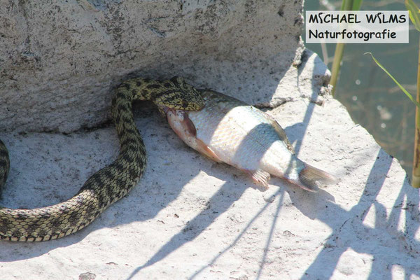 Natrix tesselata var. flavescens (Würfelnatter, gelbliche Variante) mit Beute, Kroatien