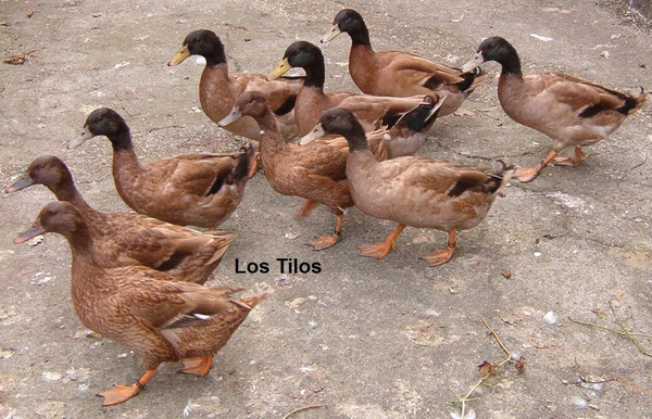 Patos Khaki Campbell
