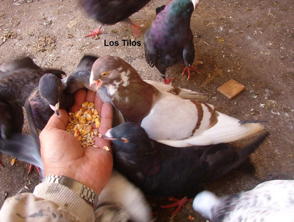 Palomos deportivos jerezanos (palomo ladrón)