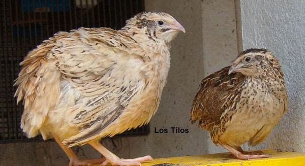 Hembras adultas de codorniz japonesa gigante rubia y codorniz común