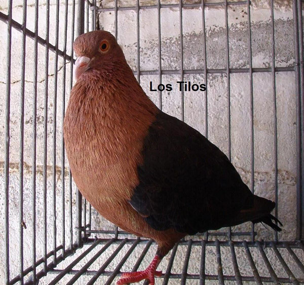 Palomas Arcángel