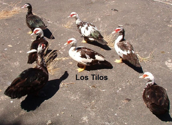 Patos Mudos