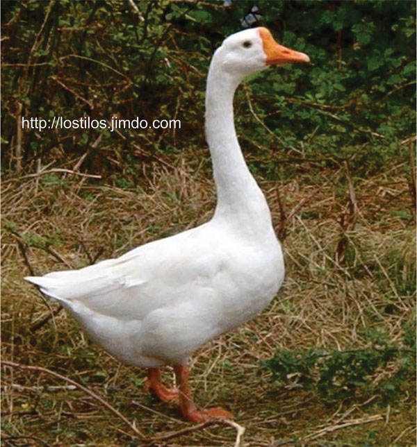 MACHO JOVEN OCA CHINA DE COLOR BLANCO