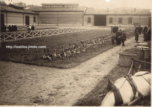 EXPOSICIÓN DE OCAS DE TOULOUSE CELEBRADA EN EL AÑO 1.921 EN LA CIUDAD DE TOULOUSE (FRANCIA)