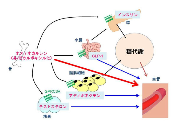 骨から分泌されるオステオカルシンと糖代謝、動脈硬化との関連性のシェーマ