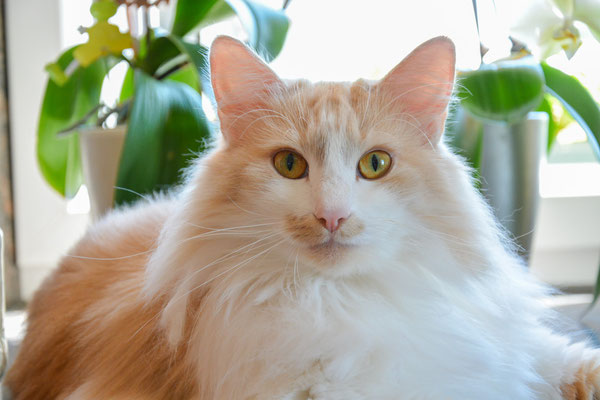 Unser Humphrey mit 8 Jahren