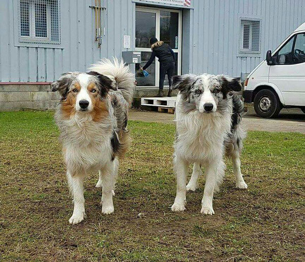 SW Power Ice en SW Pepper & Salt (Indiana x SW Kyna)